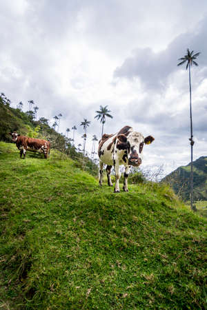 cows in Cocora Valley