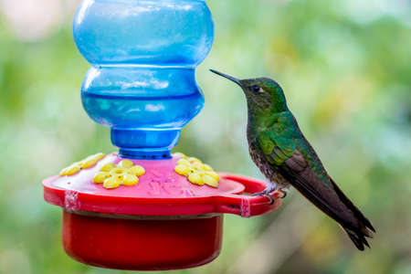 hummingbirds in a sanctuary in Cocora Valleyの写真素材