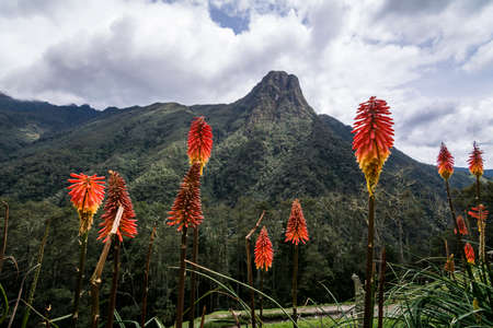 mountain and flowers in Cocora Valley
