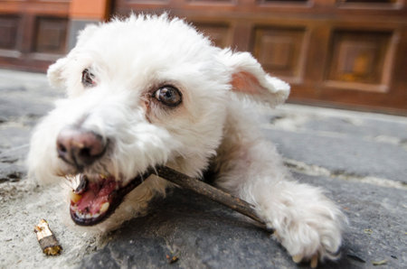 little white dog chewing a branch on the streetの写真素材