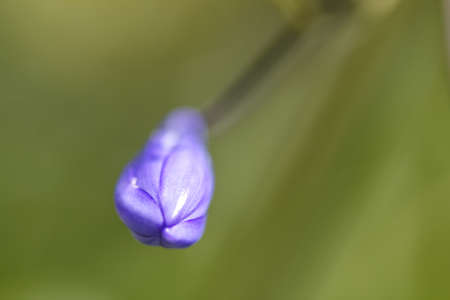 Flower budの写真素材