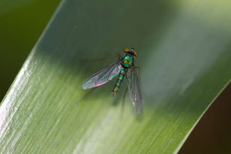 Fly