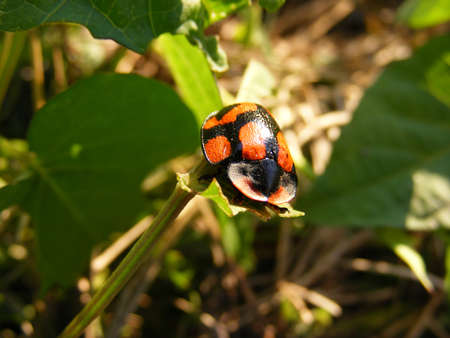 Colorful ladybug beetle insect on green foliage の写真素材