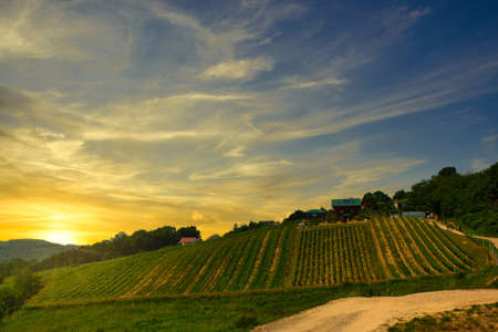 Summer landscape with green hills, valley and vineyards at sunset. Green grape vine trees growing before harvest. Polish vineyard in small villageの写真素材