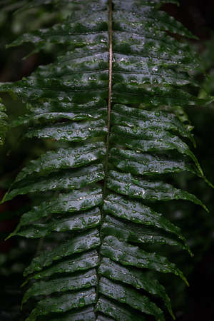 Dark green fern fronds. Tropical fern leaves with water droplets. Fresh green jungle leaves pattern on black background. Common polypody (polypodium vulgare).の写真素材