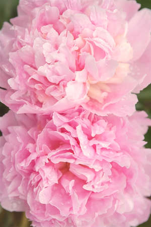 Peonies background. Pink peony flowers in summer garden. Blooming peonies bush after the rain. Close up of pastel pink flower petals, top viewの写真素材
