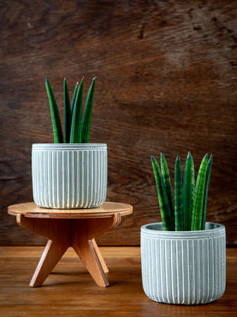 Interior decoration and houseplant care concept. Sansevieria cylindrica or snake plant in ceramic flower pots on rustic wooden backgroundの写真素材