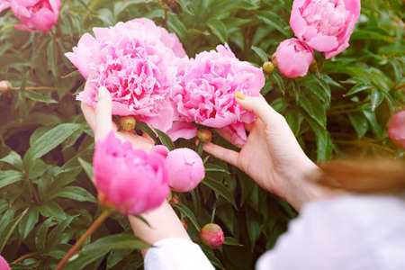 Woman holding pink peony flowers with both hands. Blooming peonies bush with buds and pastel pink petals. Vintage filter. Concept of feminine beauty, care and fresh flower pickingの写真素材