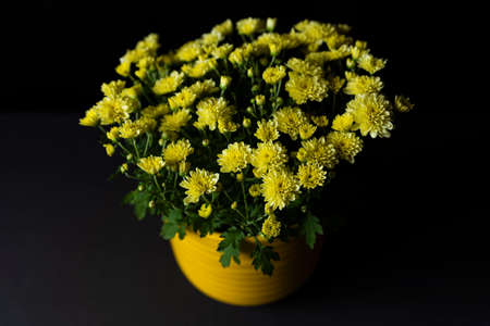 Blooming yellow chrysanthemums or mums flowers growing in yellow pot, isolated on black background. Copy space for design. Concept of houseplant careの写真素材