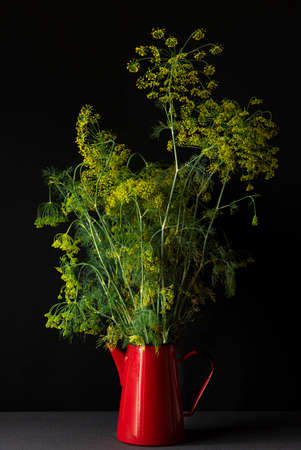 Fresh green dill bouquet in red watering can on black background. Dill umbrella flowers. Herb plants from organic gardenの写真素材