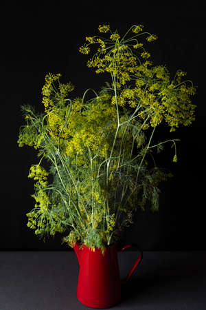 Fresh green dill bouquet in red watering can on black background. Dill umbrella flowers. Herb plants from organic gardenの写真素材