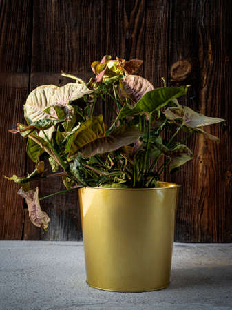 Syngonium Maria (Syngonium podophyllum) plant in golden flower pot on dark rustic wooden background. Houseplant care, home decorationの写真素材
