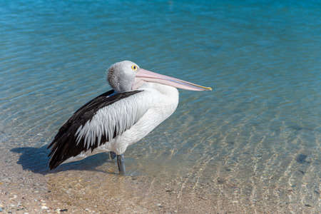 Wild Australian pelican (Pelecanus conspicillatus) standing on the shore of a beach. Monkey Mia, Western Australiaの写真素材