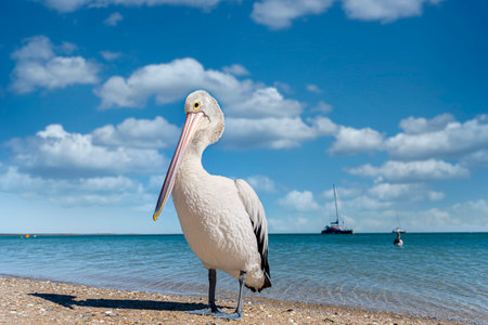Wild Australian pelican (Pelecanus conspicillatus) standing on the shore of a beach with turquoise waters of the Indian Ocean in the background. Monkey Mia, Western Australiaの写真素材
