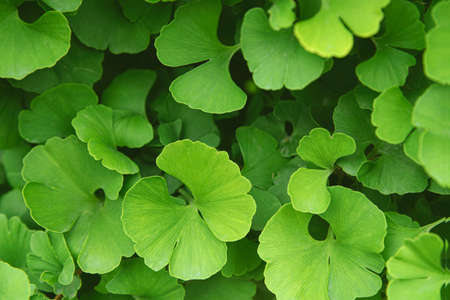 Fresh bright green ginkgo biloba leaves pattern. Natural foliage background. Ginkgo tree branches in gardenの写真素材