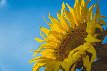 Close up of blooming sunflower on a sunny day against blue sky. Countryside summer landscape with golden sunflowers and copy spaceの写真素材