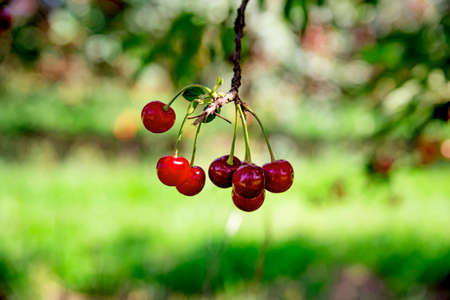 Ripe cherries hanging on a tree branch. Sunrays on cherries growing in cherry orchard at sunriseの写真素材
