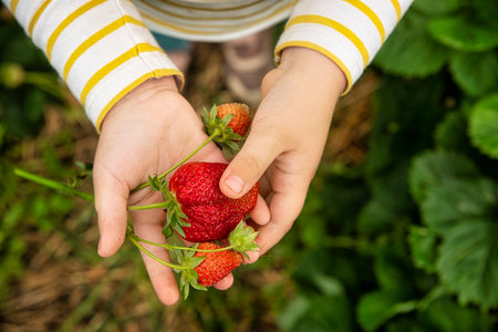 Child holding fresh strawberries in hands on organic strawberry farm. Strawberries harvest. Agriculture and ecological fruit farming conceptの写真素材