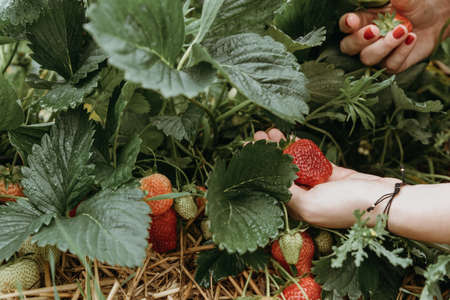 Woman picking fresh red strawberries on organic strawberry farm field. Strawberries harvest. Agriculture and ecological fruit farming conceptの写真素材