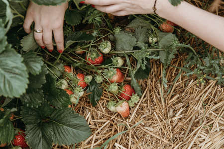 Fresh red strawberries in wooden baskets after harvest on organic strawberry farm. Strawberries ready for export. Agriculture and ecological fruit farming conceptの写真素材
