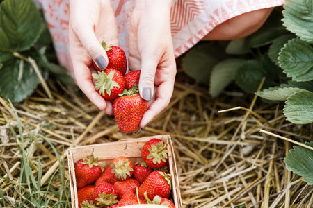 Woman picking fresh red strawberries in basket on organic strawberry field. Strawberries harvest. Agriculture and ecological fruit farming conceptの写真素材
