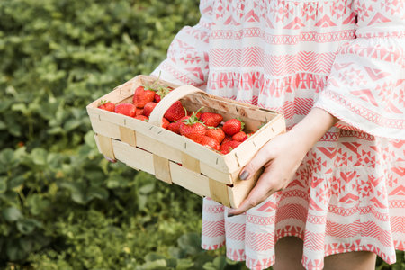 Picking fruits on strawberry field on a sunny day. Woman in dress holding basket full of fresh strawberries. Summer work in garden and strawberry harvestの写真素材