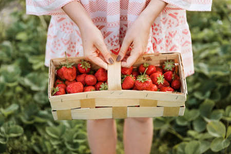 Picking fruits on strawberry field on a sunny day. Woman in dress holding basket full of fresh strawberries. Summer work in garden and strawberry harvestの写真素材