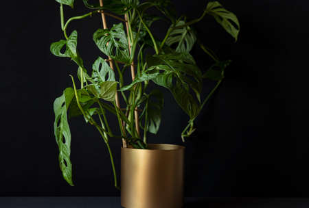 Monstera monkey mask plant (Monstera Obliqua or Monstera adansonii) in golden pot isolated on black background. Tropical houseplants and interior decoration conceptの写真素材