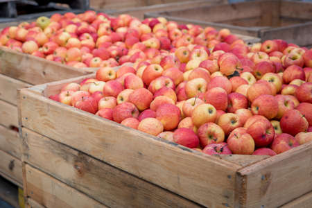 Wooden crates full of red ripe apples after harvest on apple farm, ready for apple juice press. Ecological agriculture conceptの写真素材