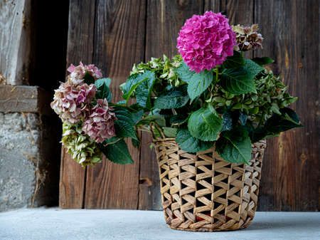 Bouquet of blooming purple hortensia (hydrangea) flowers in wicker basket. Rustic, shabby chic style...