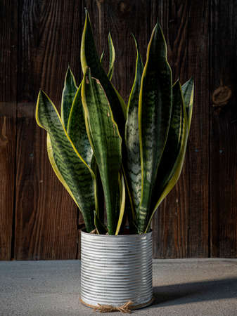 Interior decoration and houseplant care concept. Sansevieria trifasciata prain or snake plant in metallic flower pot isolated on rustic wooden backgroundの写真素材
