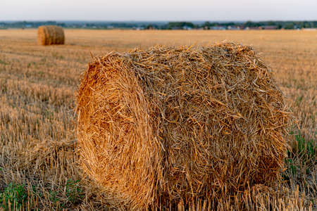 Hay bales on harvested farm field. Big straw balls on stubble. Summer agriculture landscape with sun rays at sunsetの写真素材