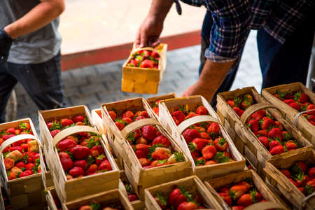 Many fresh red strawberries in wooden baskets after harvest on organic strawberry farm. Strawberries ready for export. Agriculture and ecological fruit farming conceptの写真素材