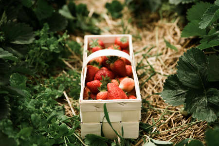 Many fresh red strawberries in wooden baskets after harvest on organic strawberry farm. Strawberries ready for export. Agriculture and ecological fruit farming conceptの写真素材