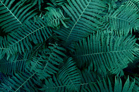 Fresh green fern leaves background. Botanical lush foliage with fern fronds texture for eco design...