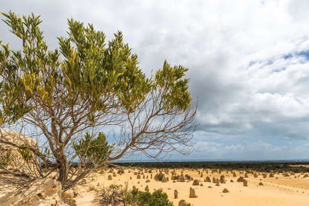 A single tree growing on yellow desert sand. The Pinnacles Desert in Nambung National Park, Western Australiaの写真素材
