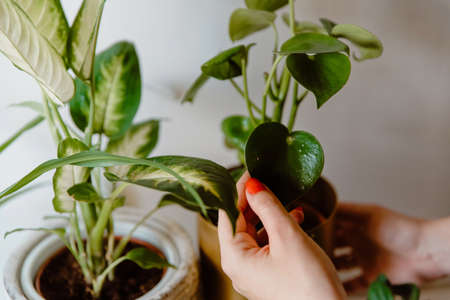 Growing indoor plants. Woman taking care of green potted houseplants (peperomia, spider plant) at home. Houseplants careの写真素材