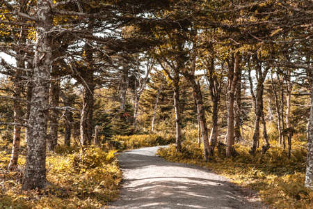 Pathway in the autumn forest in Cape Breton Highlands National Park, Cabot trail, Nova Scotia, Canadaの写真素材
