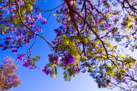 Jacaranda tree blooming with purple flowers against blue sky background. Jacaranda mimosifoliaの写真素材