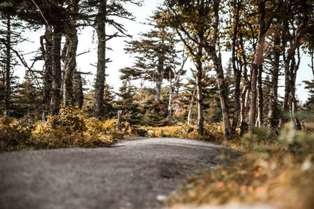 Pathway in the autumn forest in Cape Breton Highlands National Park, Cabot trail, Nova Scotia, Canadaの写真素材