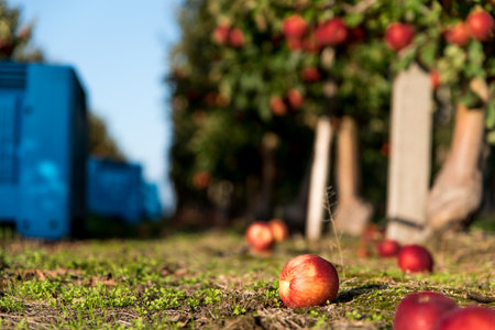 Ripe red apples in orchard ready for harvest. Selective focus.