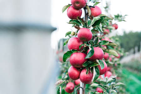 Bunch of red apples growing in an orchard, on apple farm. Ripe fresh apples ready for harvest