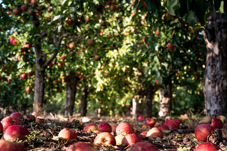 Apple harvest in an orchard on sunny day. Fallen apples on the ground on apple plantationの写真素材