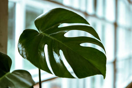 Big monstera leaf. Monstera deliciosa or swiss cheese plant in a pot. Dark green leavesの写真素材