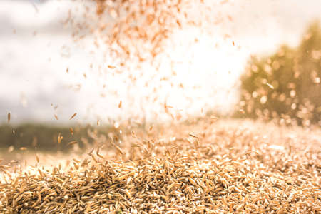 Oat grains falling into tractor trailer after harvestの写真素材