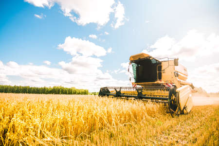 Vintage yellow combine harvester working on the large oat field in summer.