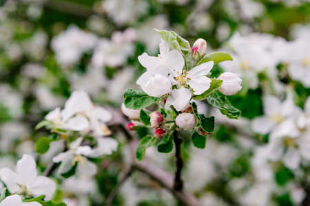 Blooming apple tree background. Apple blossom in spring orchard.