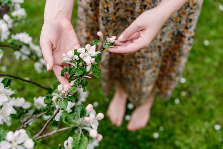 Woman in garden touches a branch of an apple tree blooming with white flowers. Apple blossom.の写真素材