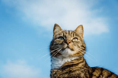 Portrait of cute furry cat with big whiskers against blue skyの写真素材