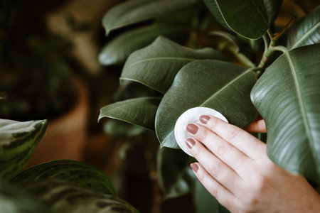 Woman hand wiping dust off green leaves of ficus elasticaの写真素材